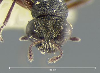 Media type: image;   Entomology 6409 Aspect: head dorsal view